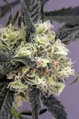 Snowbud strain photo