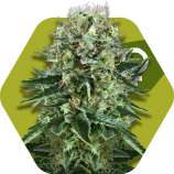 OG Bubble Gum strain photo