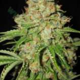 Auto White Prussian strain photo