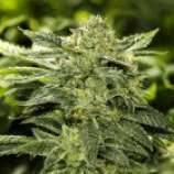 Moxie 710 - Kookies strain photo
