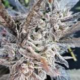 Royal Kush X strain photo
