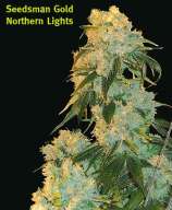Northern Lights strain photo