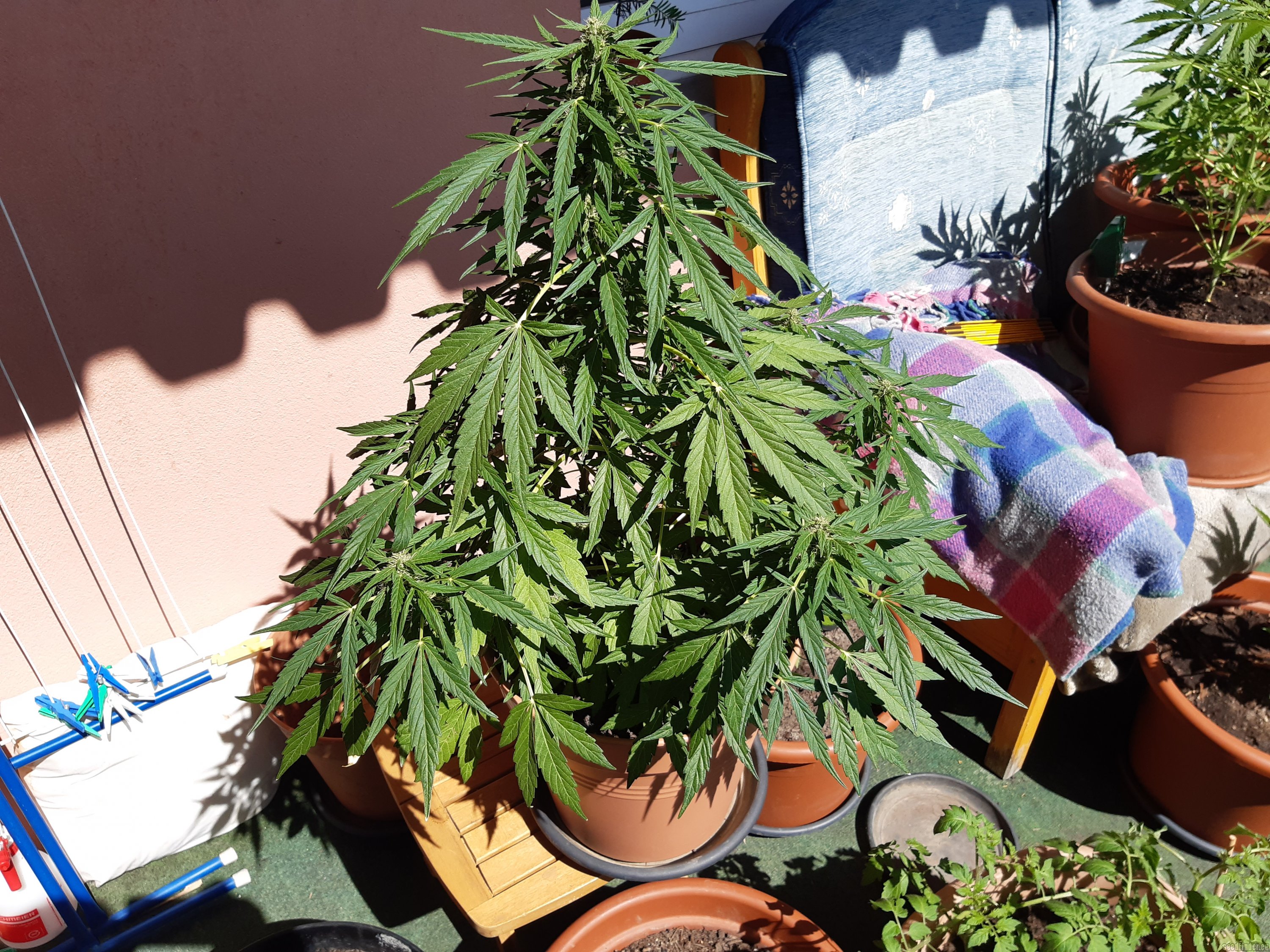 Auto Jack Herer strain photo