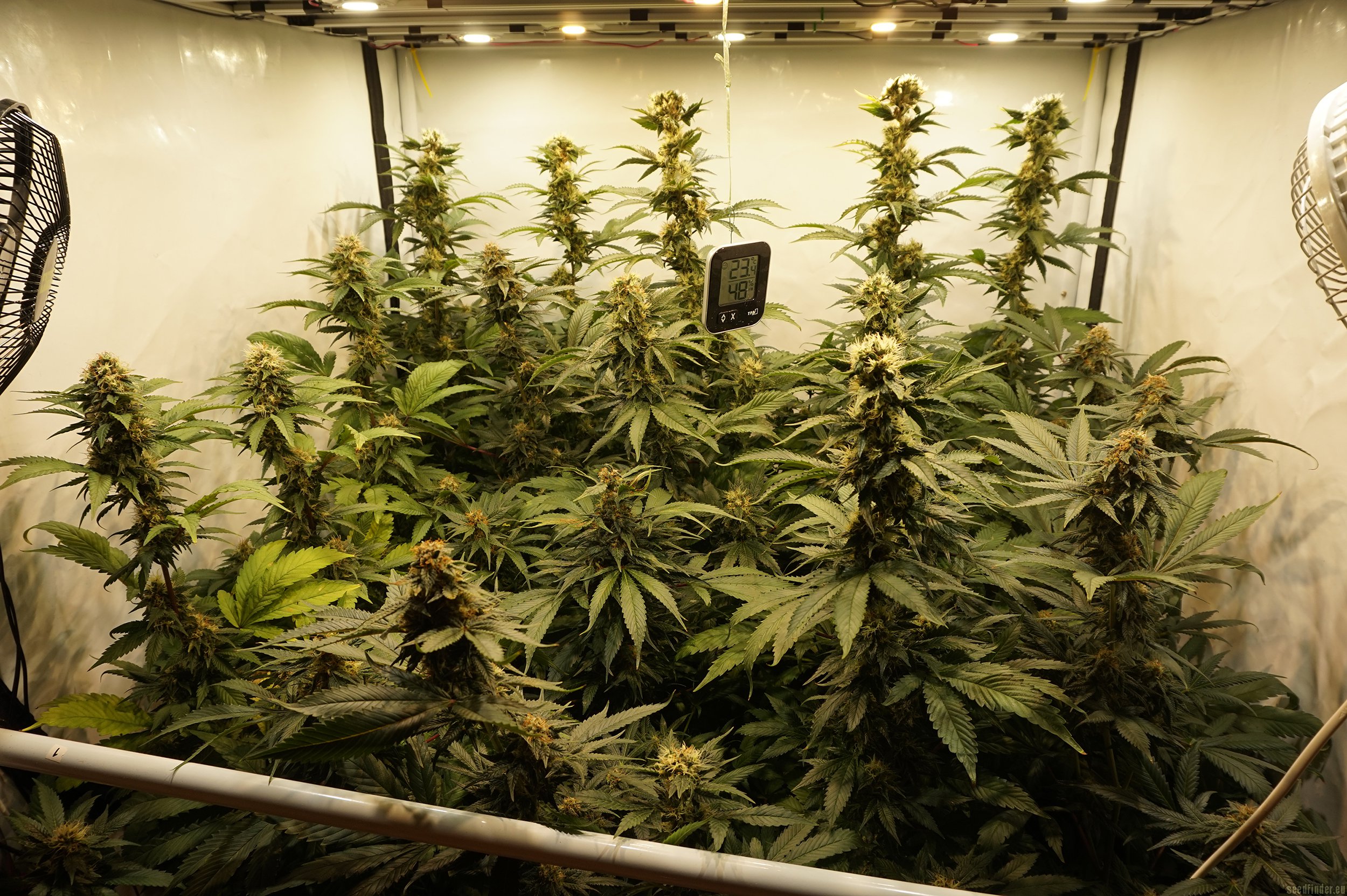 Fruity Juice strain photo