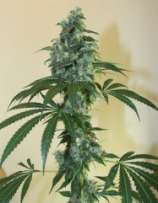 G13 x Amnesia Haze strain photo