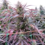 Bilbos Candy strain photo