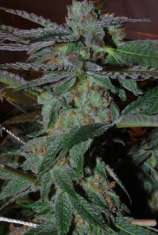 Snozzberry strain photo