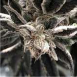 Punch The Cake strain photo