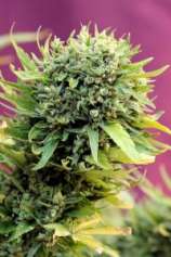 Dawggone Sour strain photo