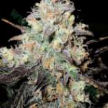 Auto Cocopopo strain photo