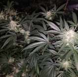 Kosher Tash strain photo