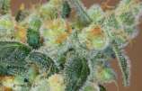Sugartown Express strain photo