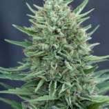 CBD MedGom Auto strain photo