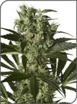 X-Haze strain photo
