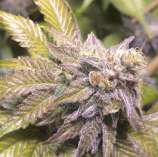 ThugPug Genetics - Electric Snowman strain photo