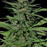 Auto Dubai Poison strain photo