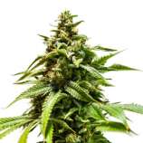 Jaguar OG Auto strain photo