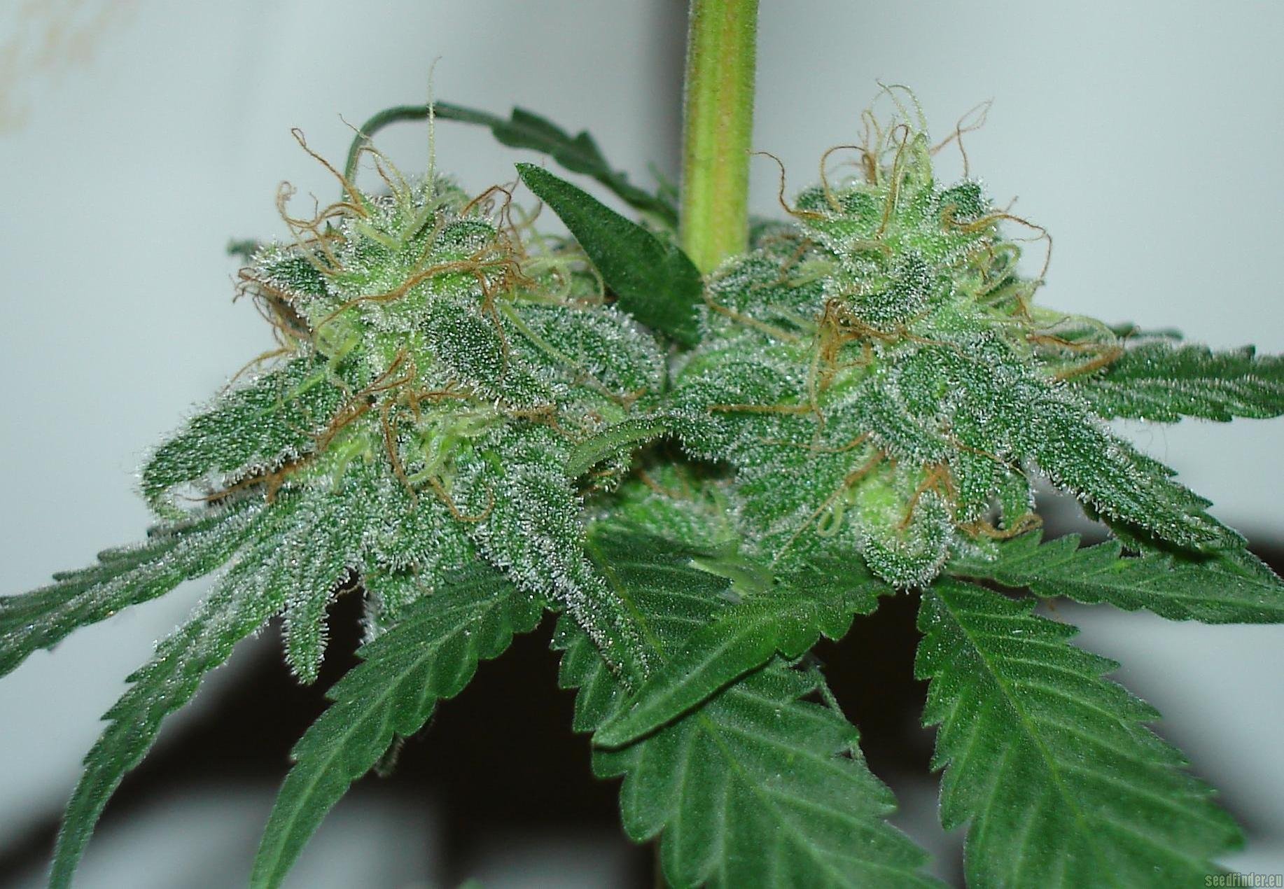 White Widow strain photo