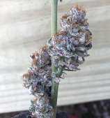007 Breath strain photo