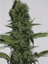 Zilvermist strain photo