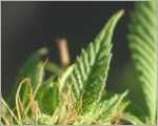 Libanon 30 strain photo