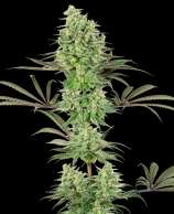 Double Banana Kush strain photo