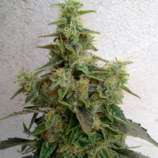 Dieseltonic strain photo