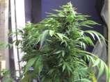 Big White strain photo