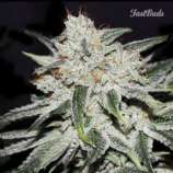 Rhino Ryder strain photo