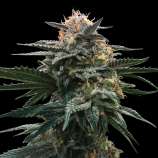 Blood Orange Sorbet strain photo
