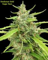 Sugar Haze strain photo