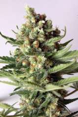 HP2.0 strain photo
