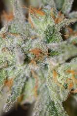 TGA Subcool Seeds - Jack Straw strain photo