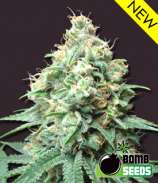 Bomb Seeds - Kush Bomb strain photo