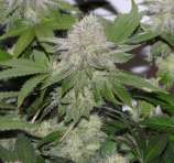 Old White Tahoe strain photo