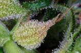 Exocet Haze strain photo