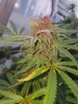 Pink Panther strain photo
