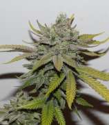 Old Cheese strain photo