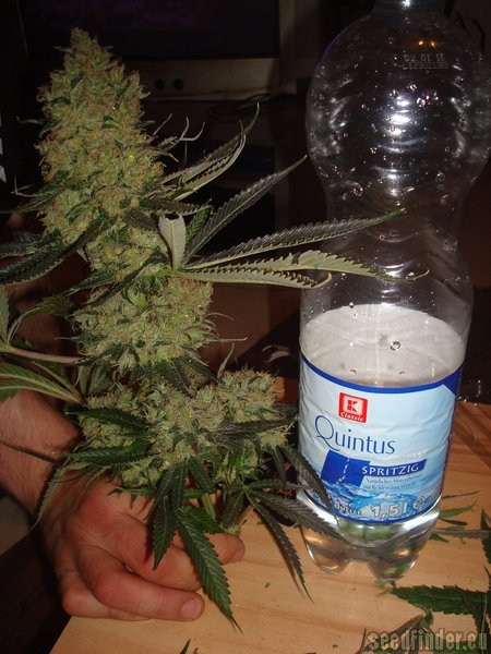 Sweet Tooth 3 BX1 strain photo