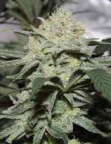 Double Dragon strain photo