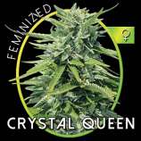 Crystal Queen strain photo