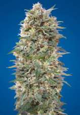 Auto California Kush strain photo