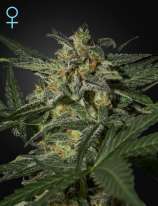 White Widow Automatic CBD strain photo