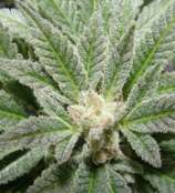 Alexander Kush strain photo