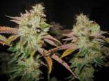 White Master strain photo