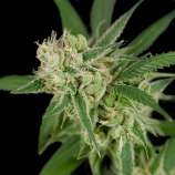 Sour Banana Sherbet strain photo