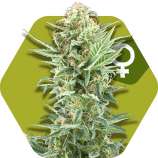 Zambeza - Power Kush strain photo