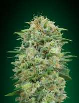 White Widow CBD strain photo