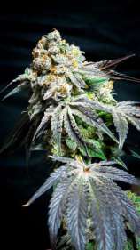 Cookie Wreck strain photo