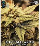 Mint Macaron strain photo